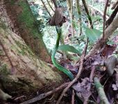 Juetiadora verde / Mountain Whipsnake / Chironius monticola (Squamata, Colubridae) - Bioexploradores