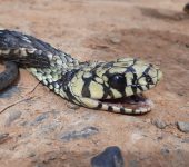 Granadilla / Lomo de machete / Spilotes pullatus (Squamata, Colubridae) - Bioexploradores