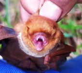 Murciélago cola peluda de Blossevil / Lasiurus blossevillii (Chiroptera, Vespertilionidae) - Bioexploradores