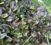 Ajuga reptans purpurea Consuelda media / Búgula / Ajuga reptans purpurea (Lamiales, Lamiaceae) - Bioexploradores