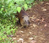Cusumbo andino / Nasua olivacea (Carnivora, Procyonidae) - Bioexploradores