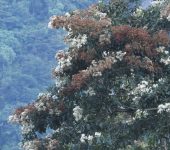 Nogales y hierbas rasposas - familia Boraginaceae - Bioexploradores