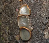 Catinellales - clase Dothideomycetes - Bioexploradores