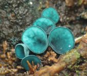 Helotiales, familia Chlorociboriaceae - Bioexploradores