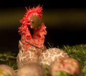 Phallales, Clathraceae - Bioexploradores