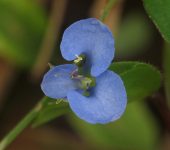 Hierbas del pollo - familia Commelinaceae - Bioexploradores