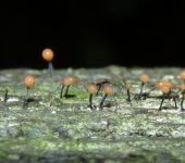 Sordariomycetes, orden Hypocreales - Bioexploradores