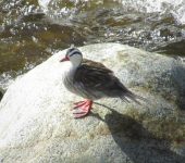 Pato de torrentes / Torrent Duck / Merganetta armata (Anseriformes, Anatidae) - BIOCEUDEA