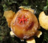 Boletales, Sclerodermataceae - Bioexploradores