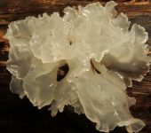 Hongos temblones - familia Tremellaceae - Bioexploradores