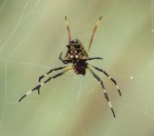 Verrucosa sp. 3 (Araneae, Araneidae) - Bioexploradores