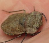 Nerthra sp. (Hemiptera, Gelastocoridae) - Bioexploradores