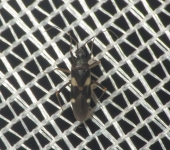 Fulvius sp. (Hemiptera, Miridae) - Bioexploradores
