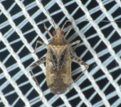 Phytocoris sp. (Hemiptera, Miridae) - Bioexploradores