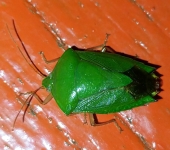 Pantochlora sp. (Hemiptera, Pentatomidae) - Bioexploradores