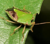 Paraedessa sp. (Hemiptera, Pentatomidae) - Bioexploradores