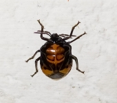 Arocera sp. 2 (Hemiptera, Pentatomidae) - Bioexploradores