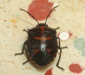 Arocera sp. 1 (Hemiptera, Pentatomidae) - Bioexploradores