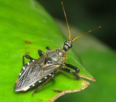 Chinche cazadora de abejas / Apiomerus sp. (Hemiptera, Reduviida
