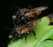 Chinche abeja / Notocyrtus sp. (Hemiptera, Reduviidae) - Bioexpl
