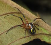 Ara.a de jard.n / Leucauge sp. 4 (Araneae, Tetragnathidae) - Bio