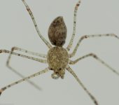 Ara.a escupidora / Scytodes sp. 1 (Araneae, Scytodidae) - Bioexp