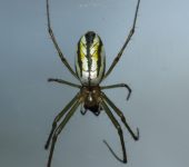 Ara.a de jard.n / Leucauge sp. 1 (Araneae, Tetragnathidae) - Bio