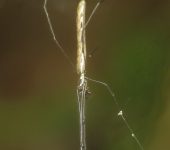 Ara.a de quel.ceros alargados / Tetragnatha sp. (Araneae, Tetrag