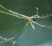 Ara.a de jard.n / Leucauge sp. 2 (Araneae, Tetragnathidae) - Bio