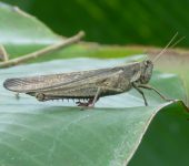 Langosta p.jaro / Schistocerca sp. (Orthoptera, Acrididae) - Bio