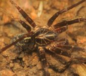 Centroctenus sp. (Araneae, Ctenidae) - Bioexploradores
