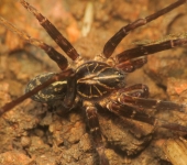 Centroctenus sp. Centroctenus sp. (Araneae, Ctenidae) - Bioexploradores