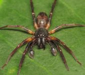 Corinna sp. (Araneae, Corinnidae) - Bioexploradores