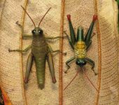 Rhytidochrota sp. 1 (Orthoptera, Acrididae) - Bioexploradores