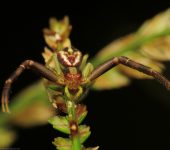 Misumenops sp. 1 (Araneae, Thomisidae) - Bioexploradores