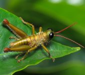 Rhytidochrota sp. 2 (Orthoptera, Acrididae) - Bioexploradores