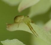 Ara.a cangrejo / Misumessus sp. 1 (Araneae, Thomisidae) - Bioexp