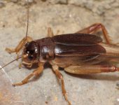 Grillo subterr.neo / Anurogryllus sp. (Orthoptera, Gryllidae) -