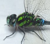 Zurcidora de mosaico / Rhionaeschna sp. (Odonata, Aeshnidae) - B