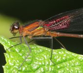 Hetaerina sp. Caballito escarlata / Hetaerina sp. (Odonata, Calopterygidae) -
