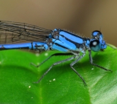 Argia sp. Azulilla de arroyo / Argia sp. (Odonata, Coenagrionidae) - Bioex