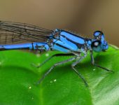 Azulilla de arroyo / Argia sp. (Odonata, Coenagrionidae) - Bioex