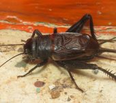 Grillo / Gryllus sp. (Orthoptera, Gryllidae) - Bioexploradores