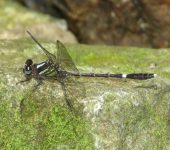 Lib.lula de arena / Progomphus sp. 1 (Odonata, Gomphidae) - Bioe