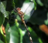 Rayadora cola de mazo / Brechmorhoga sp. 1 (Odonata, Libellulida