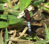Rayadora peque.a / Erythrodiplax sp. (Odonata, Libellulidae) - B