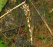 Rayadora esbelta / Macrothemis sp. (Odonata, Libellulidae) - Bio