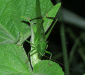 Neoconocephalus sp. 2 Saltamonte cabeza de cono / Neoconocephalus sp. 2 (Orthoptera, T