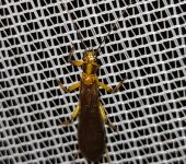 Anacroneuria sp. 1 Anacroneuria sp. 1 (Plecoptera, Perlidae) - Bioexploradores