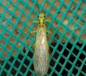 Anacroneuria sp. 2 Anacroneuria sp. 2 (Plecoptera, Perlidae) - Bioexploradores